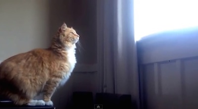 ジャンプして飛び移るネコが見事に失敗する動画が話題！