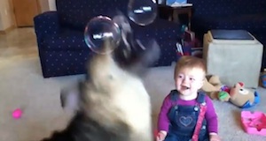 シャボン玉を食べる犬を見て大爆笑する赤ちゃん