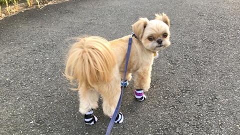 「犬用靴下＆ケーブルタイ」の組み合わせで試し履きの散歩