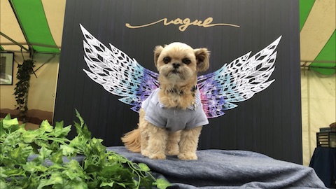わんわんカーニバルに出店していたVagueの「天使の羽」スポットで撮影