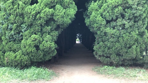 「夢見ヶ崎動物公園」の展望台広場にあるカイヅカイブキのトンネル