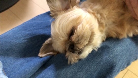 チワシーむぎ「うっとり♡ 膝の上でブラッシングされながら眠る子犬」