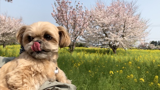 チワシーむぎ「【お花見散歩】ソメイヨシノと菜の花と子犬」